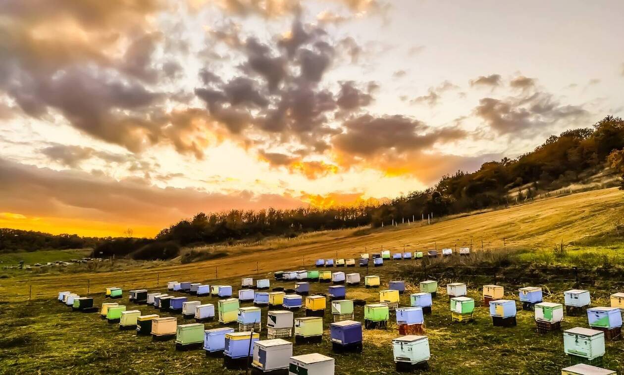 Το καλύτερο μέλι στον κόσμο είναι ελληνικό - Από τα βουνά της Καστοριάς στον Καναδά και τη Μαλαισία