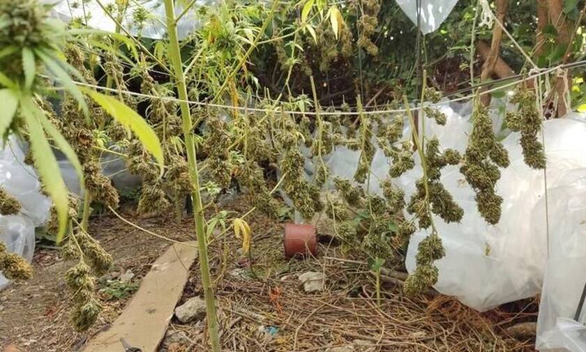 Ρέθυμνο: Εντοπίστηκε «μίνι» χασισοφυτεία - Συνελήφθη ο καλλιεργητής