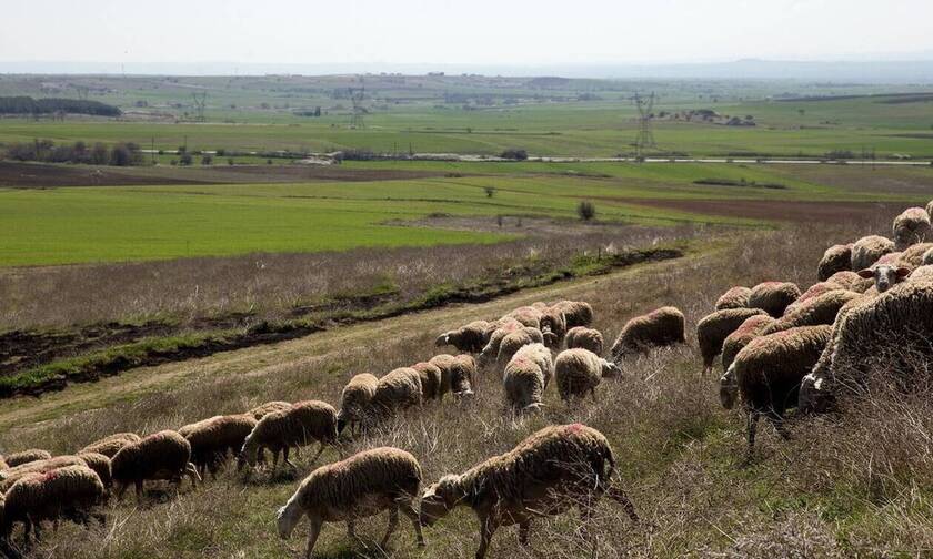 Χανιά: 15 συλλήψεις κτηνοτρόφων που άφησαν τα ζώα τους να καταστρέψουν ξένα χωράφια