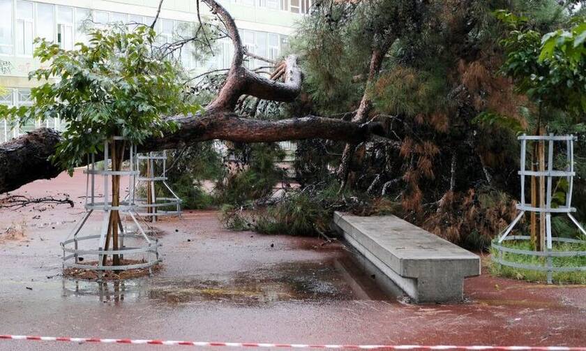 Κακοκαιρία «Μπάλλος»: Πτώση δέντρου σε σχολείο λίγο πριν από την προσέλευση των μαθητών