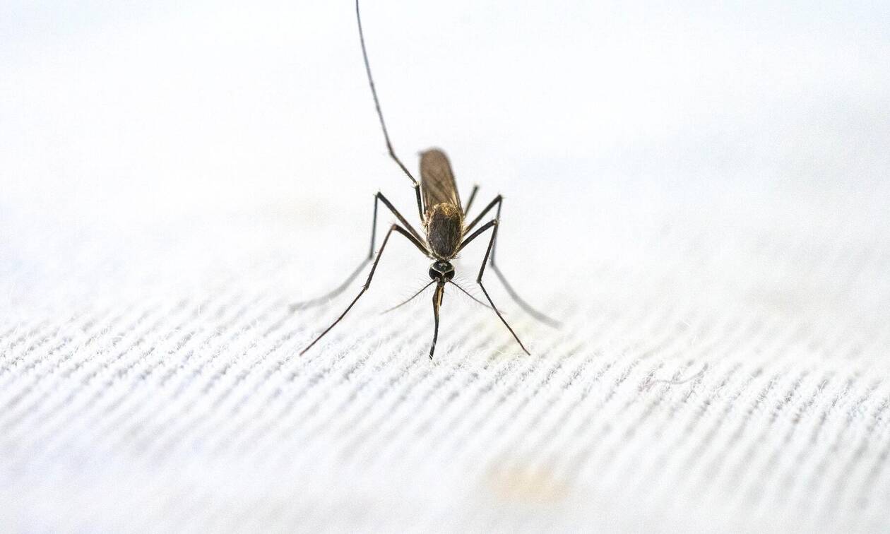 Πόσο απειλητικό είναι το κορεάτικο κουνούπι που μπορεί να έρθει στην Ελλάδα;