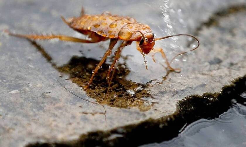 Ηράκλειο: Δεκάδες κατσαρίδες ξεχύθηκαν από φρεάτια της ΔΕΥΑΗ