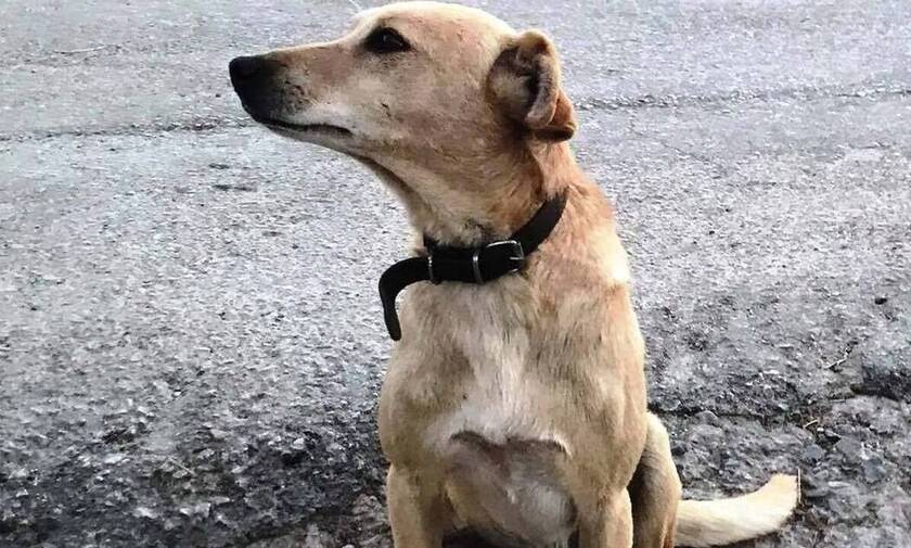 Σέρρες: Ηλικιωμένος έδεσε σκύλο στο αυτοκίνητο του και τον έσερνε