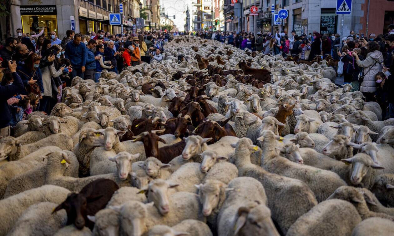 Ισπανία: Εντυπωσιακές εικόνες στην Μαδρίτη με χιλιάδες πρόβατα να διασχίζουν τους δρόμους