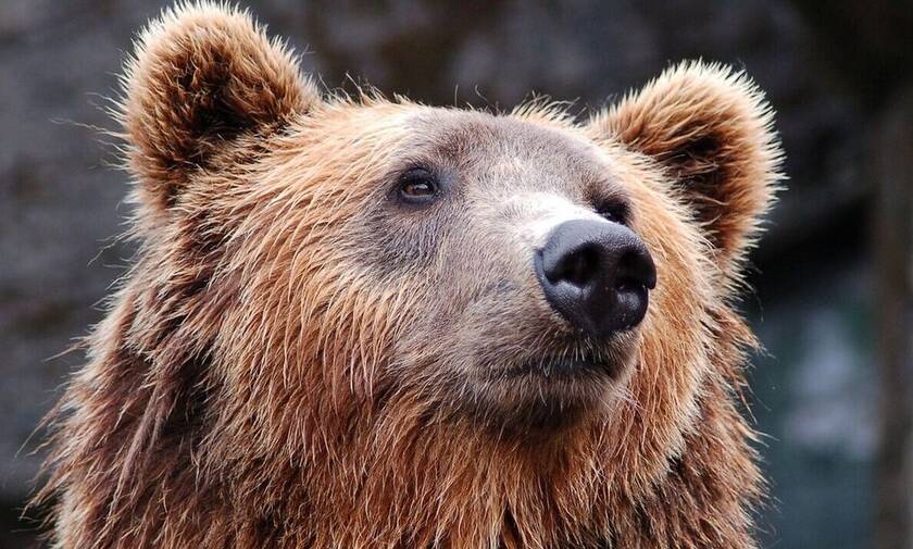 Θεσσαλονίκη: Αρκούδα κατέβηκε στις όχθες του Αξιού - Έσπασε κυψέλες για να φάει μέλι