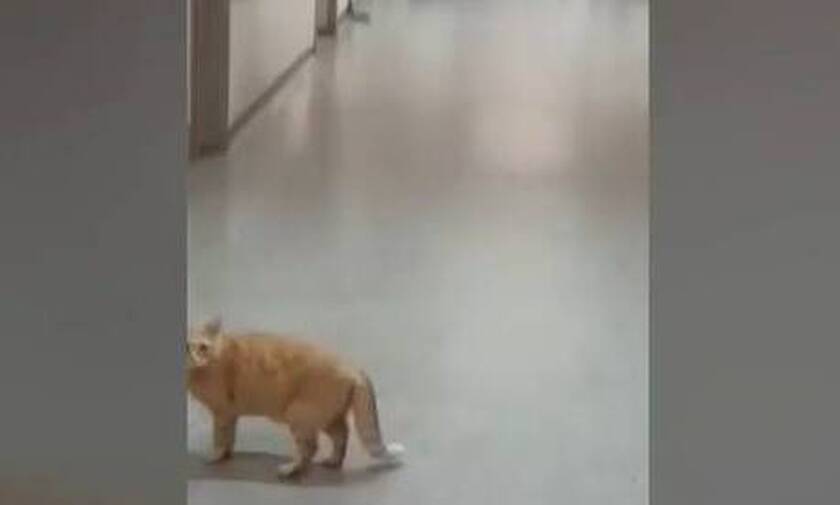 Απίστευτες εικόνες σε νοσοκομείο της Αττικής: Γάτες βολτάρουν ανενόχλητες στους διαδρόμους (vid)