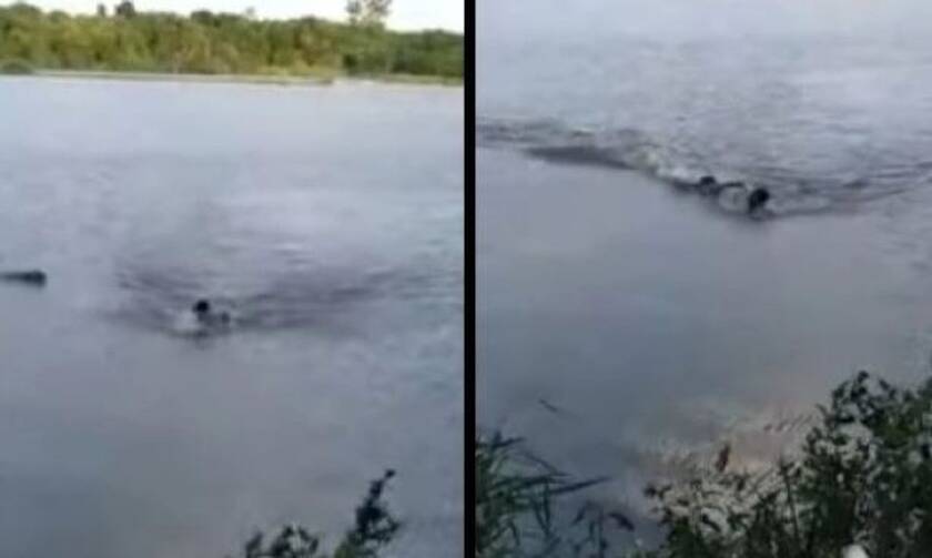 Απίστευτο video: Αλιγάτορας κυνηγάει και δαγκώνει τύπο που μπήκε σε απαγορευμένη λίμνη (vid)