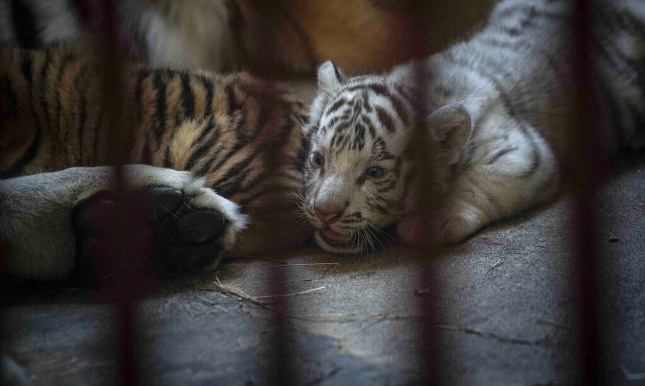 Κούβα: Baby boom εν μέσω πανδημίας για τον Εθνικό Ζωολογικό Κήπο της Αβάνας