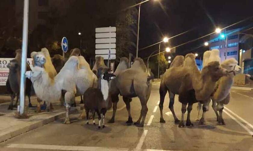 Ισπανία: Απίστευτες εικόνες στη Μαδρίτη - Οκτώ καμήλες και ένα λάμα ελεύθερα στου δρόμους (pics)