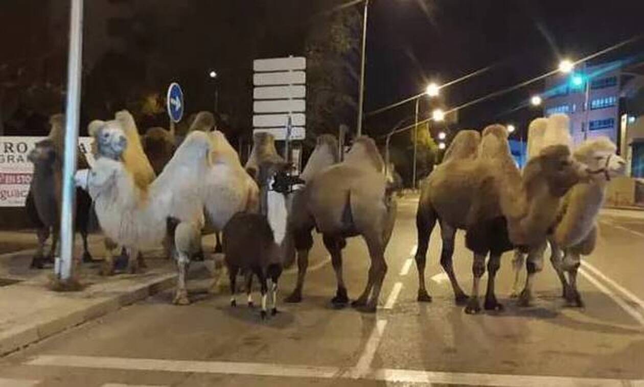 Μαδρίτη: Λάμα και καμήλες «βολτάρουν» στους δρόμους της ισπανικής πρωτεύουσας - Δείτε τον λόγο