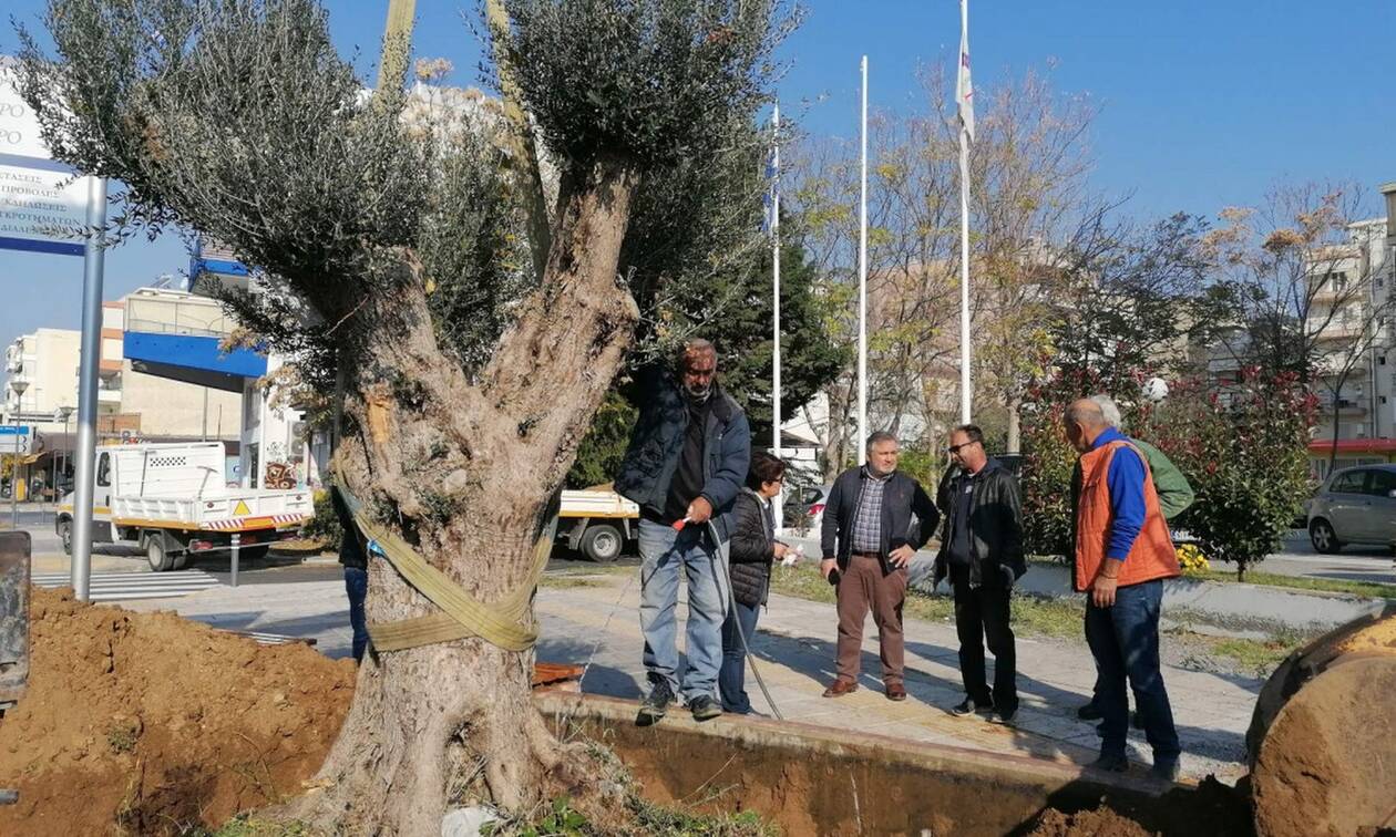 Θεσσαλονίκη: Εφτά αιωνόβια ελαιόδεντρα «ξαναριζώνουν» στο δήμο Ευόσμου-Κορδελιού