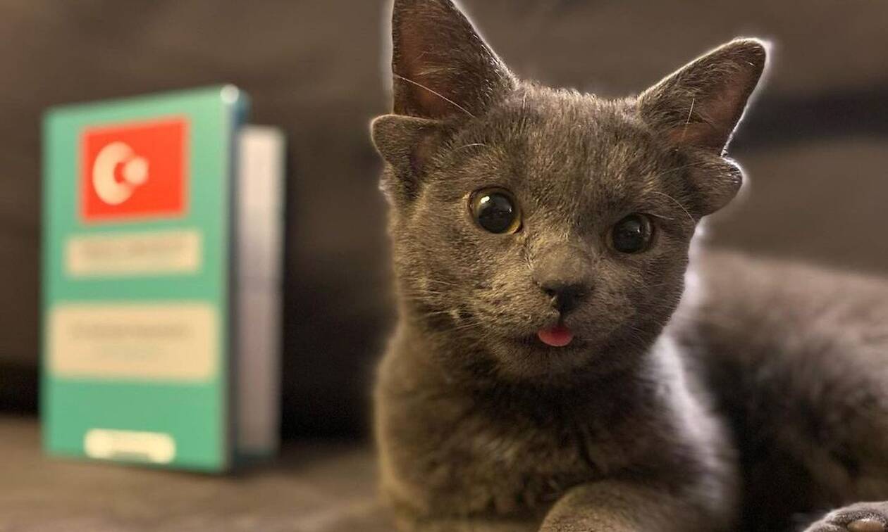 Το γατάκι που γεννήθηκε με τέσσερα αυτιά και έγινε viral παγκοσμίως (photos)