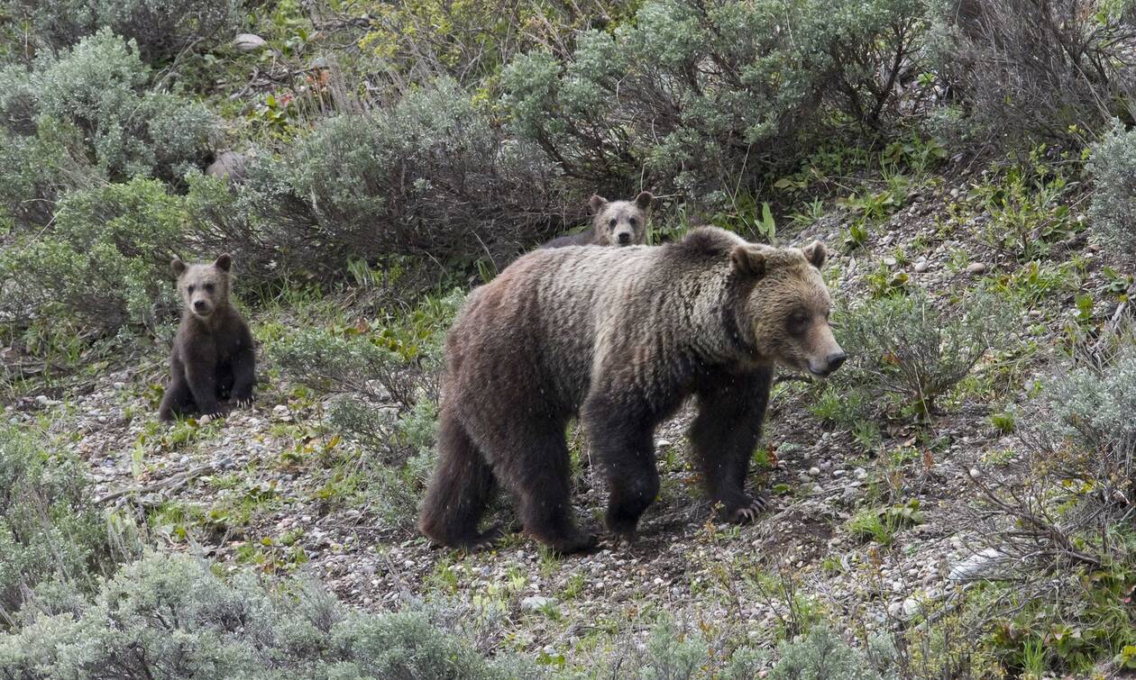 Γαλλία: Κυνηγός σκότωσε καφέ αρκούδα που του επιτέθηκε και τον τραυμάτισε σοβαρά στα Πυρηναία