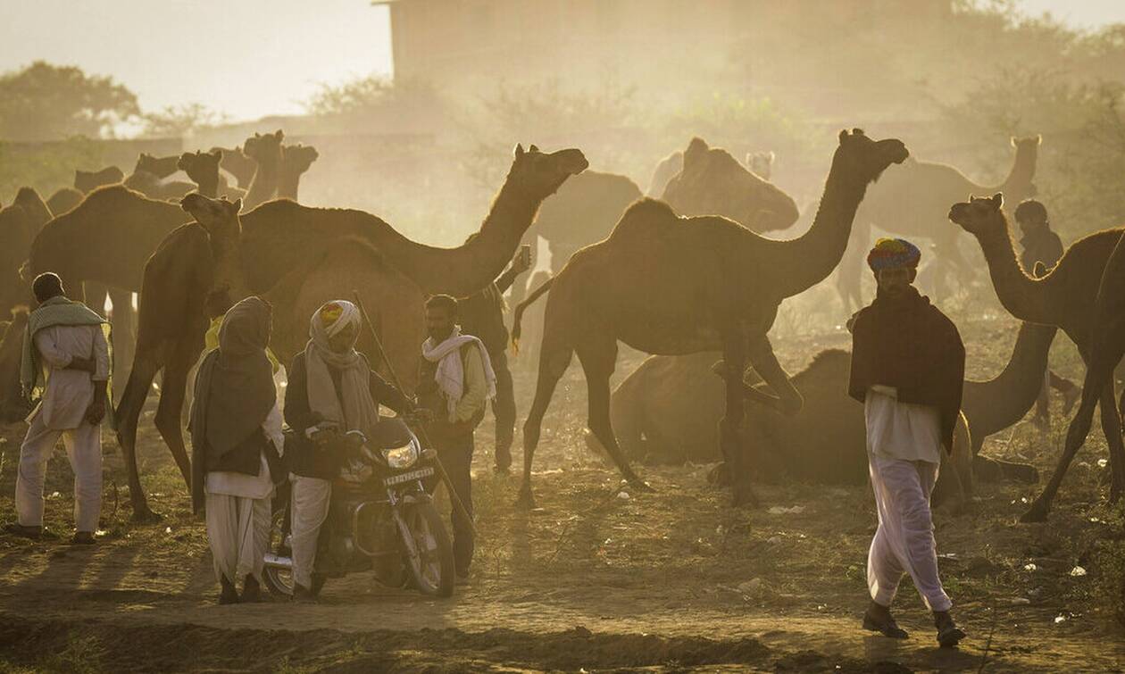 Σαουδική Αραβία: Απέκλεισαν 40 καμήλες από καλλιστεία με έπαθλο $66 εκατ. επειδή έκαναν… Botox
