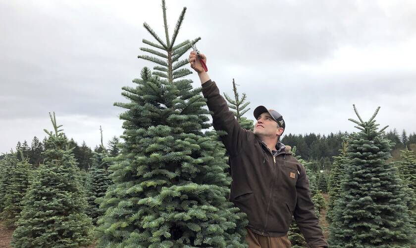  H κλιματική αλλαγή πλήττει τα Χριστουγεννιάτικα δέντρα