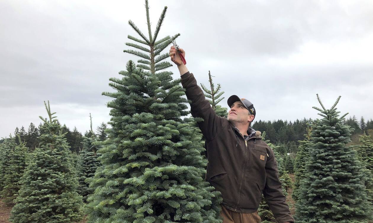 ΗΠΑ: Η κλιματική αλλαγή... γονατίζει την «πατρίδα» των χριστουγεννιάτικων δέντρων