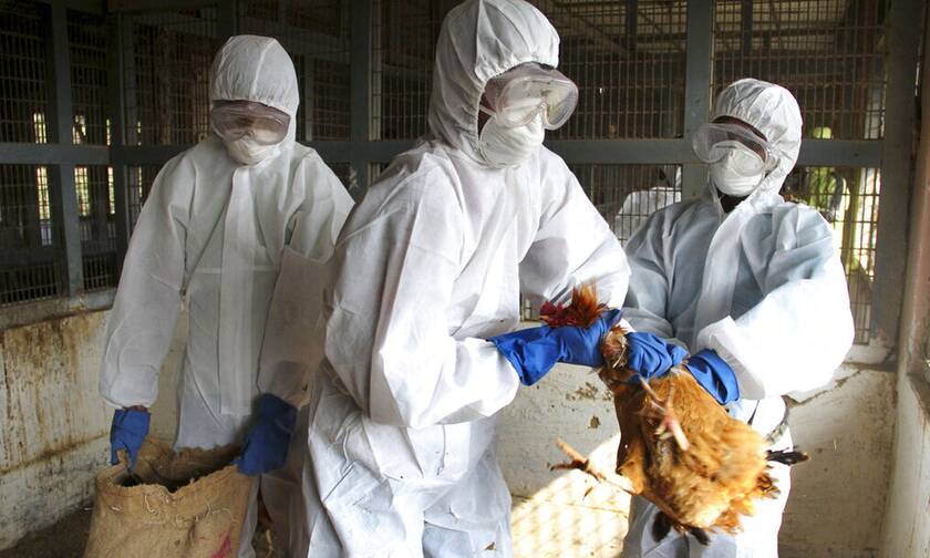 Γρίπη πτηνών: Εστία της ασθένειας εντοπίστηκε στη Σλοβενία - 80.000 κοτόπουλα θα θανατωθούν