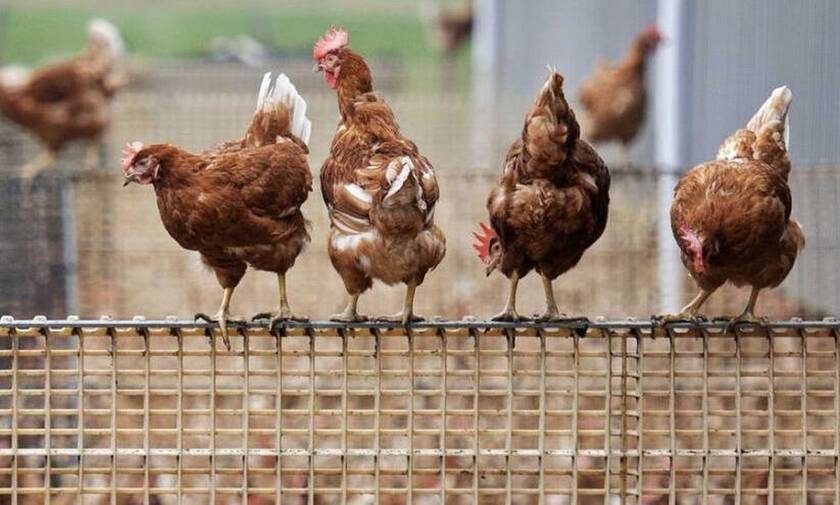Σεισμός στην Κύπρο: Νεκρά 1.586 κοτόπουλα που ποδοπατήθηκαν