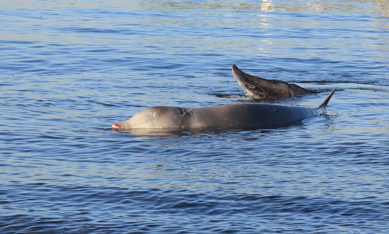 Συγκίνηση και αγωνία για τη φάλαινα στον Άλιμο: Δραματικές στιγμές on air για τη διάσωσή της