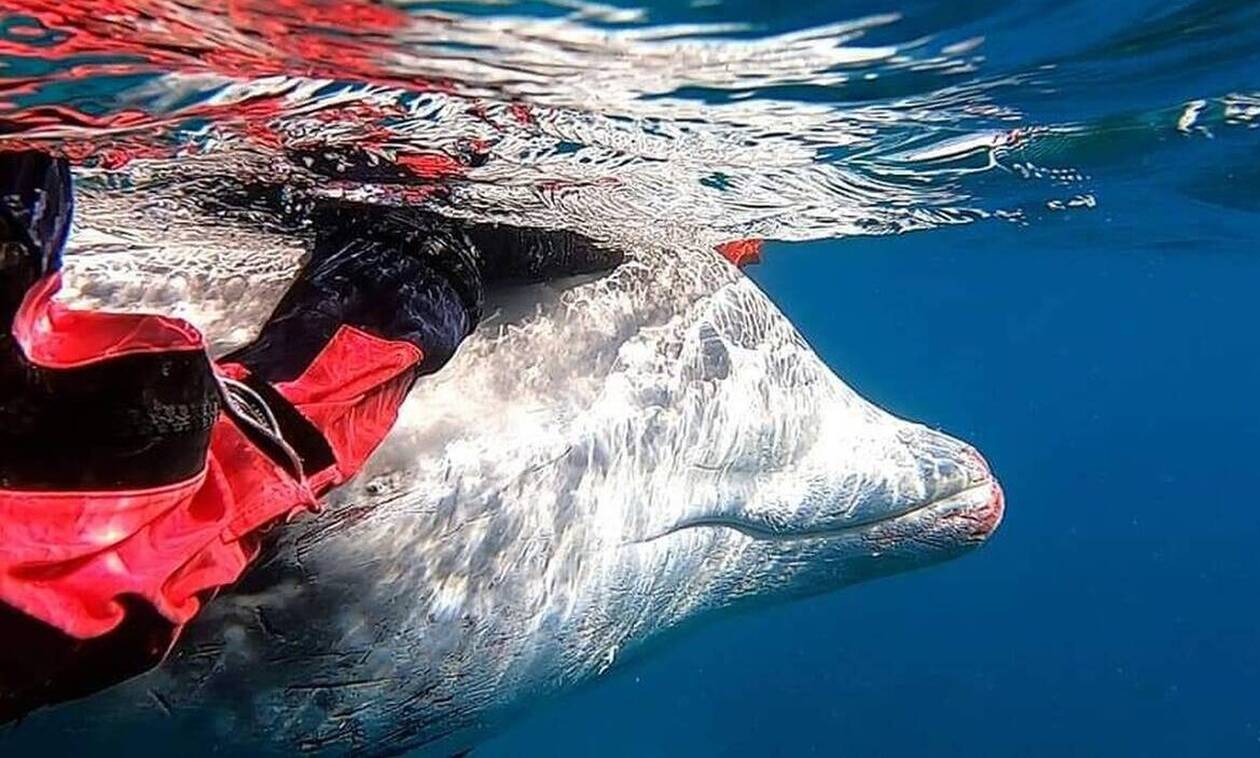 Συγκίνηση για τη φάλαινα στον Άλιμο: Ελεύθερη να κολυμπήσει μετά από ένα 24ωρο αγωνίας