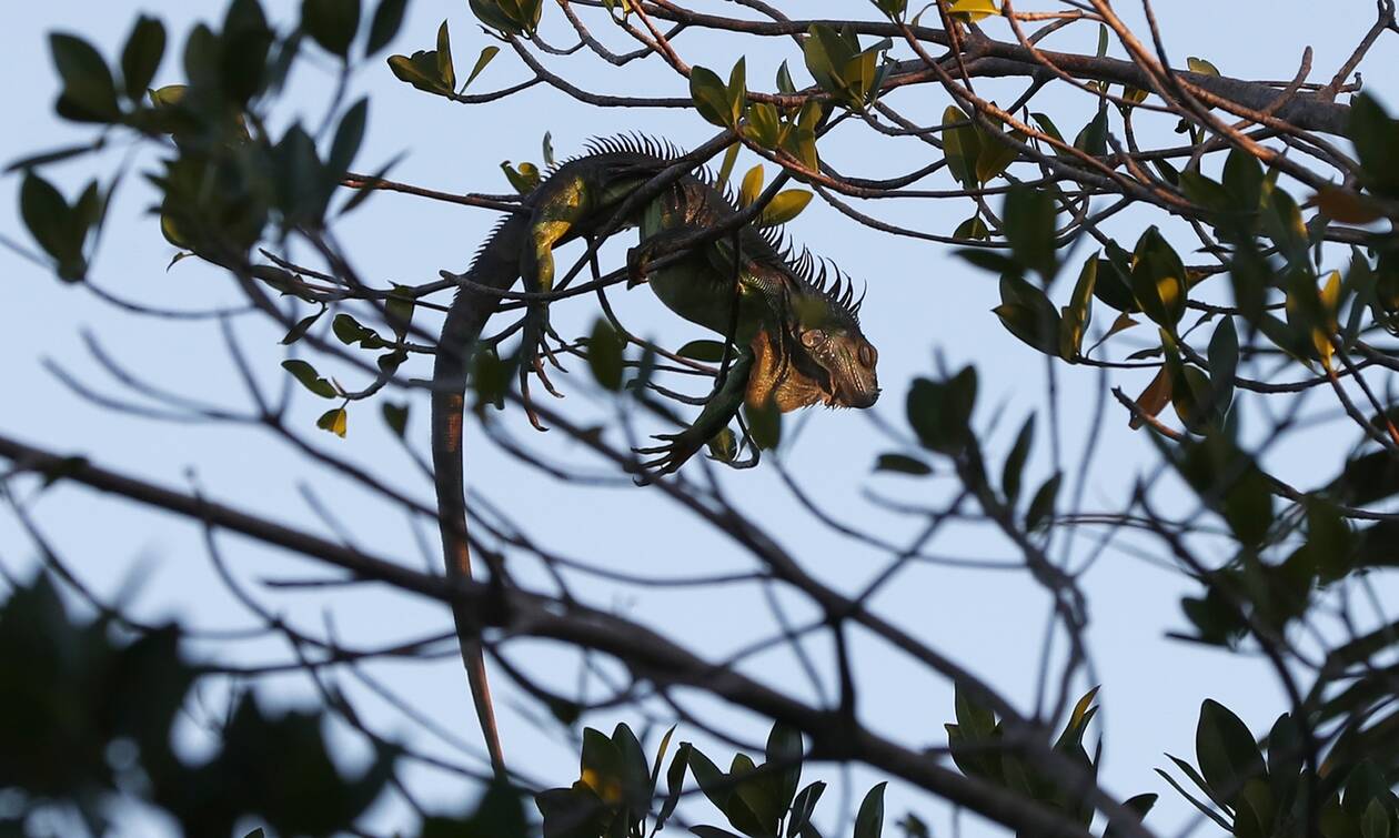 «Bρέχει» ιγκουάνα στη Φλόριντα: Κάνει τόσο κρύο που τα ερπετα πέφτουν από τα δέντρα