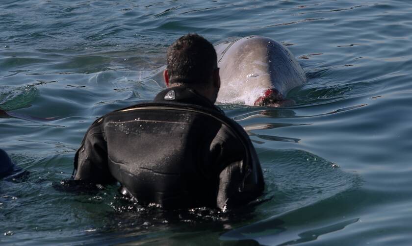 Το συγκινητικό «ευχαριστώ» εθελοντή στον «Σωτήρη» τη φάλαινα: Μας έκανες καλύτερους ανθρώπους