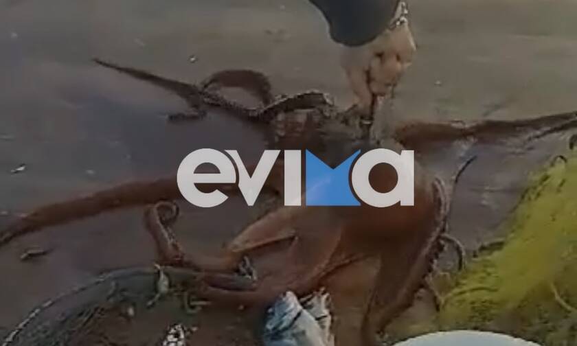 Εύβοια: Ψαράς έπιασε ένα χταπόδι - γίγας στον Κάραβο Αλιβερίου (vid)
