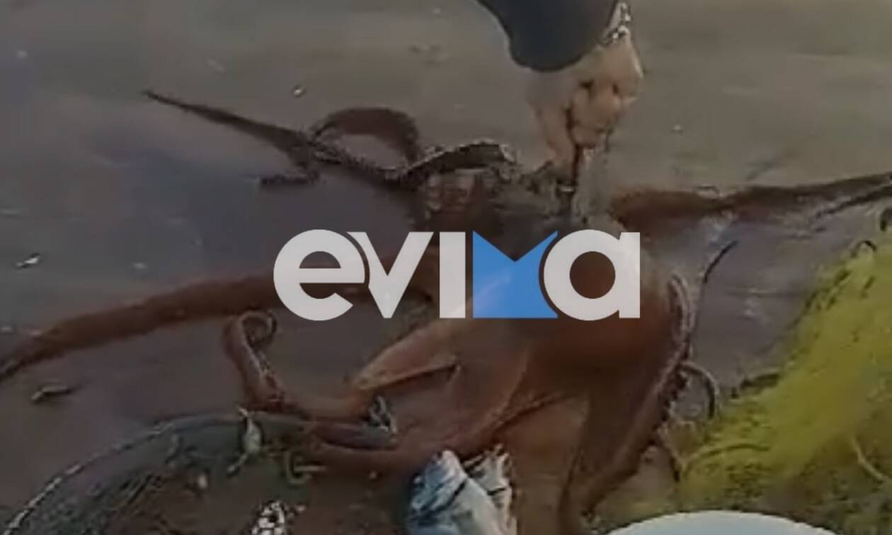 Εύβοια: Ψαράς έπιασε τεράστιο χταπόδι στον Κάραβο Αλιβερίου (vid)