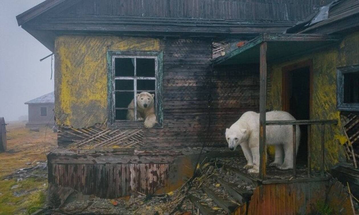 Πολικές αρκούδες έκαναν σπίτι τους εγκαταλελειμμένο μετεωρολογικό σταθμό
