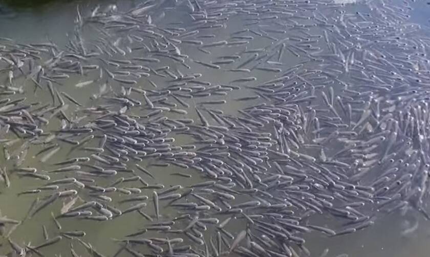 Αλεξανδρούπολη: Χιλιάδες ψάρια βγήκαν στο λιμάνι - Οι εκτιμήσεις ειδικών για το φαινόμενο (vid)