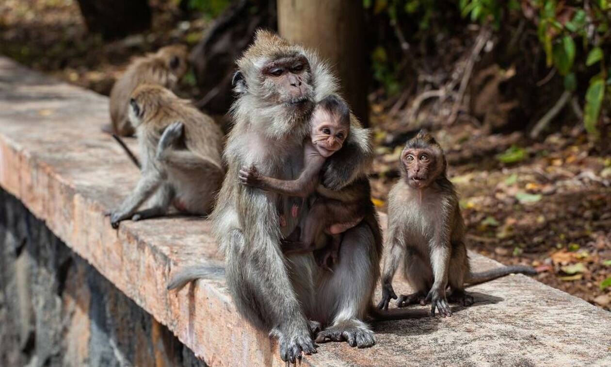 Τραγωδία στην Ινδία: Αγέλη από μαϊμούδες σκότωσε 5χρονη