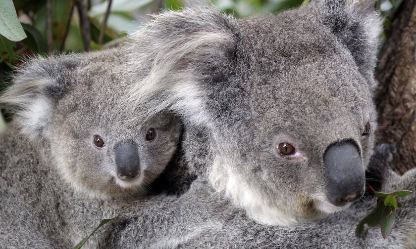 Aπειλούμενο είδος ειναι πλέον τα κοάλα στο μεγαλύτερο μέρος της Αυστραλίας
