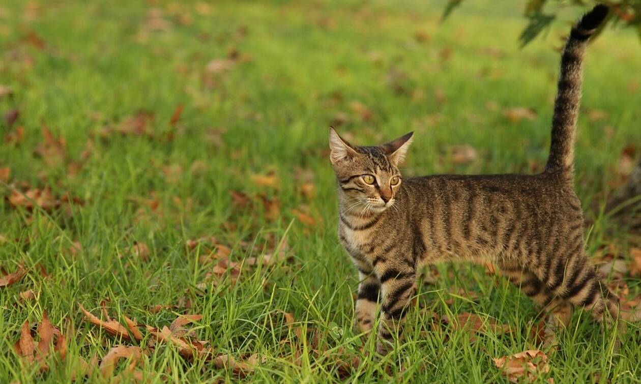 Κτηνωδία στην Πάτρα: 23χρονος έσφαξε γατάκι σε πάρκο και «ήθελε να το φάει»
