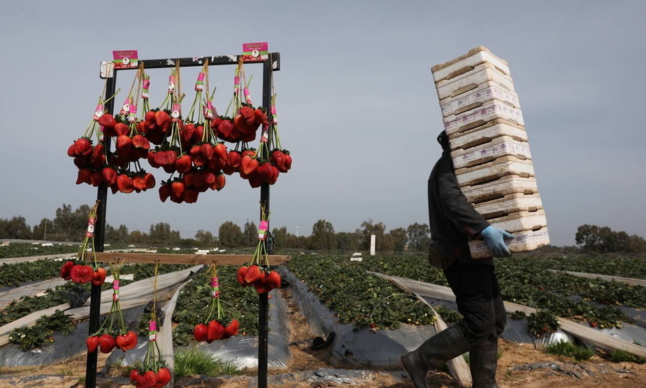 Ισραήλ: Μια τεράστια φράουλα κατέκτησε μια θέση στο βιβλίο των Ρεκόρ Γκίνες