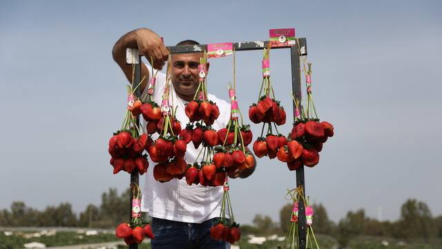 Ισραήλ φράουλα