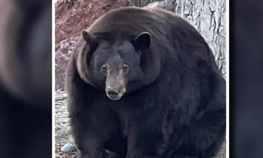 Μία τεράστια μαύρη αρκούδα τρομοκρατεί την Καλιφόρνια