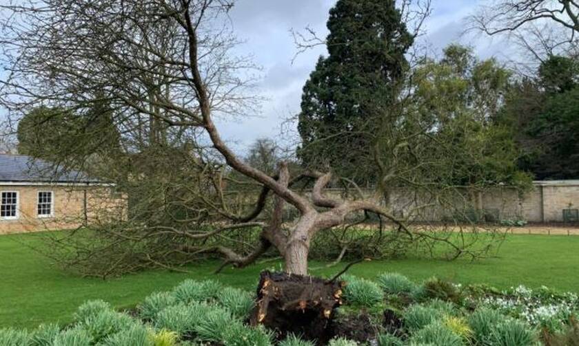 Καταιγίδα Γιούνις: Ξερίζωσε κλώνο της διάσημης μηλιάς στον Βοτανικό Κήπο του Κέιμπριτζ