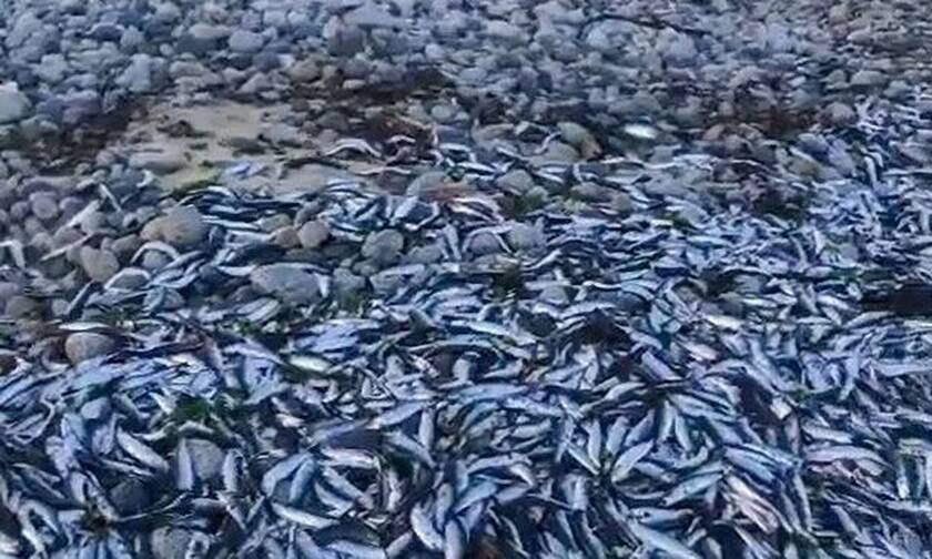 Χιλή: Γέμισε με νεκρά ψάρια η παραλία - Δεν βρίσκουν απάντηση οι επιστήμονες