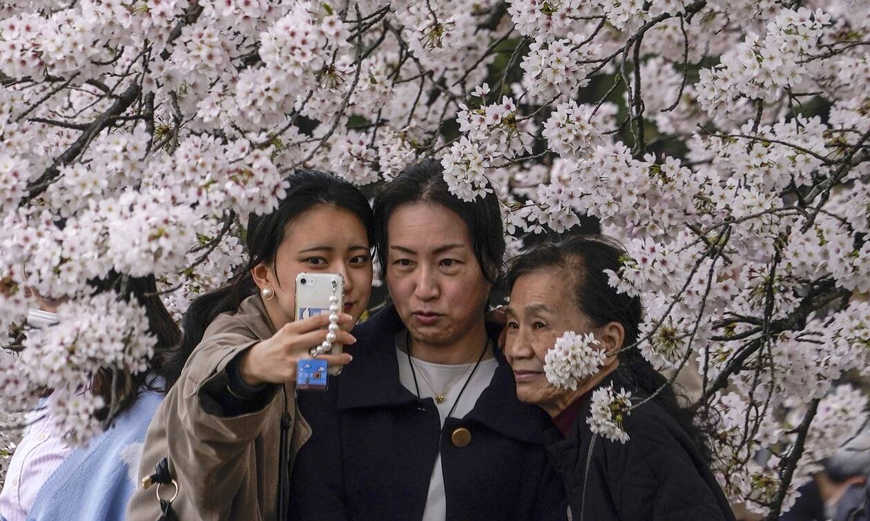 Ιαπωνία: To αγαπημένο έθιμο με τις ανθισμένες κερασιές «επέστρεψε»