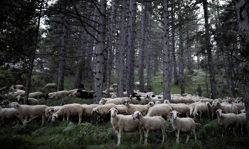 Σε απόγνωση οι κτηνοτρόφοι - Εγκαταλείπουν τα κοπάδια τους
