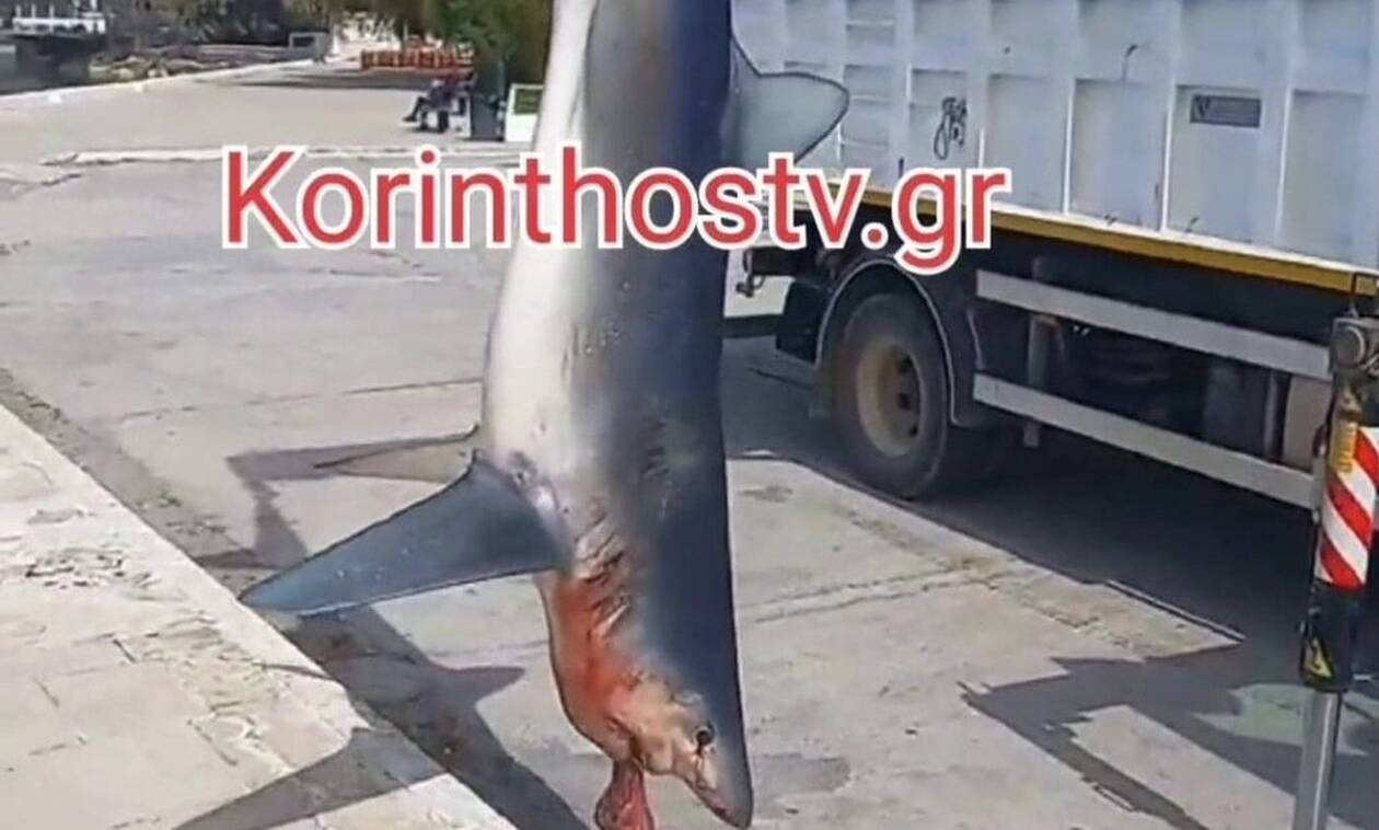 Ψάρεψαν καρχαρία 3 μέτρων στο Λουτράκι Κορινθίας (vid)