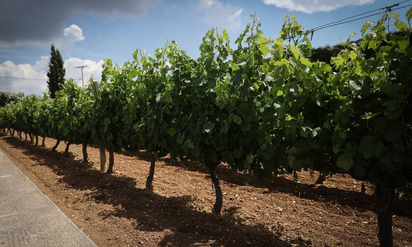 ΚΕΟΣΟΕ: Σημαντική αύξηση των ελληνικών εξαγωγών οίνου