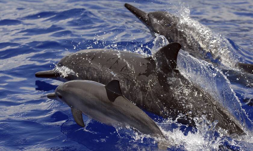 Δελφίνια στον πόλεμο επιστρατεύει η Ρωσία