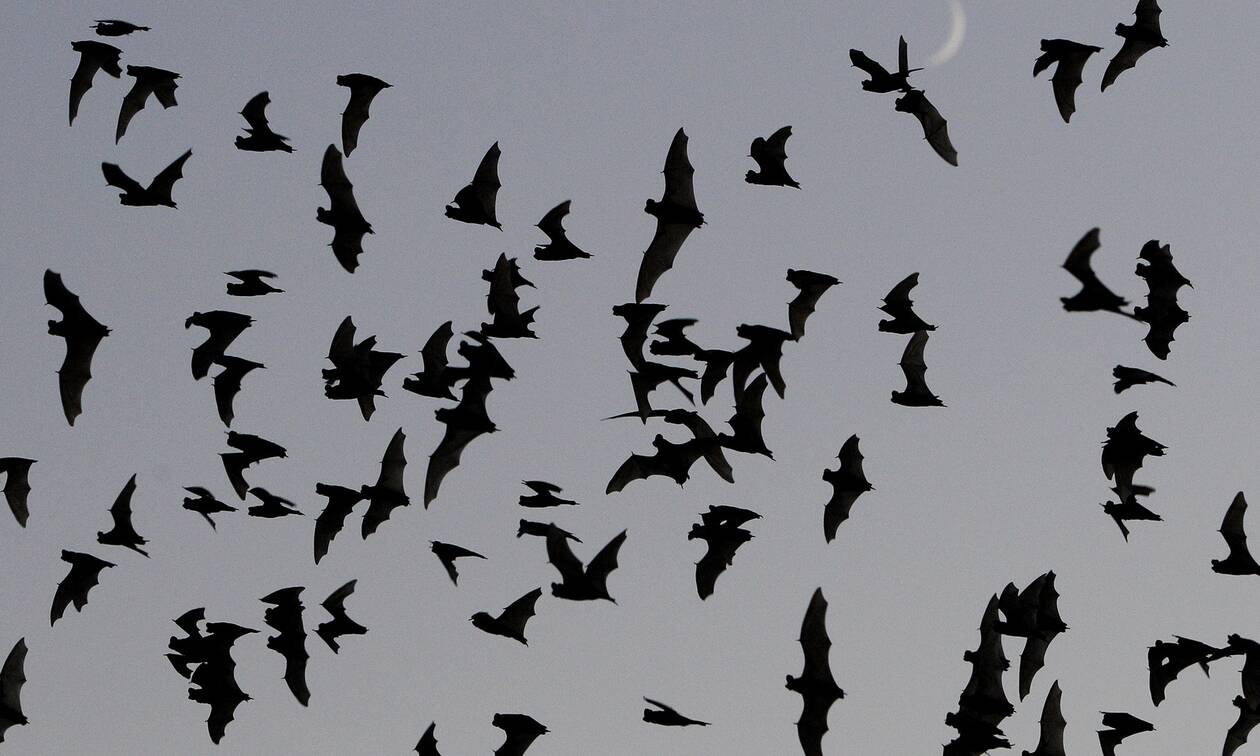 Οι νυχτερίδες θα μεταδώσουν χιλιάδες νέους ιούς μέχρι το 2070 λόγω της κλιματικής αλλαγής
