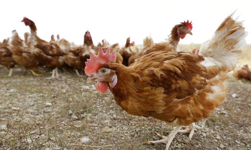 Γρίπη πτηνών: Θανατώθηκαν 33 εκατ. πουλιά στη Βόρεια Αμερική