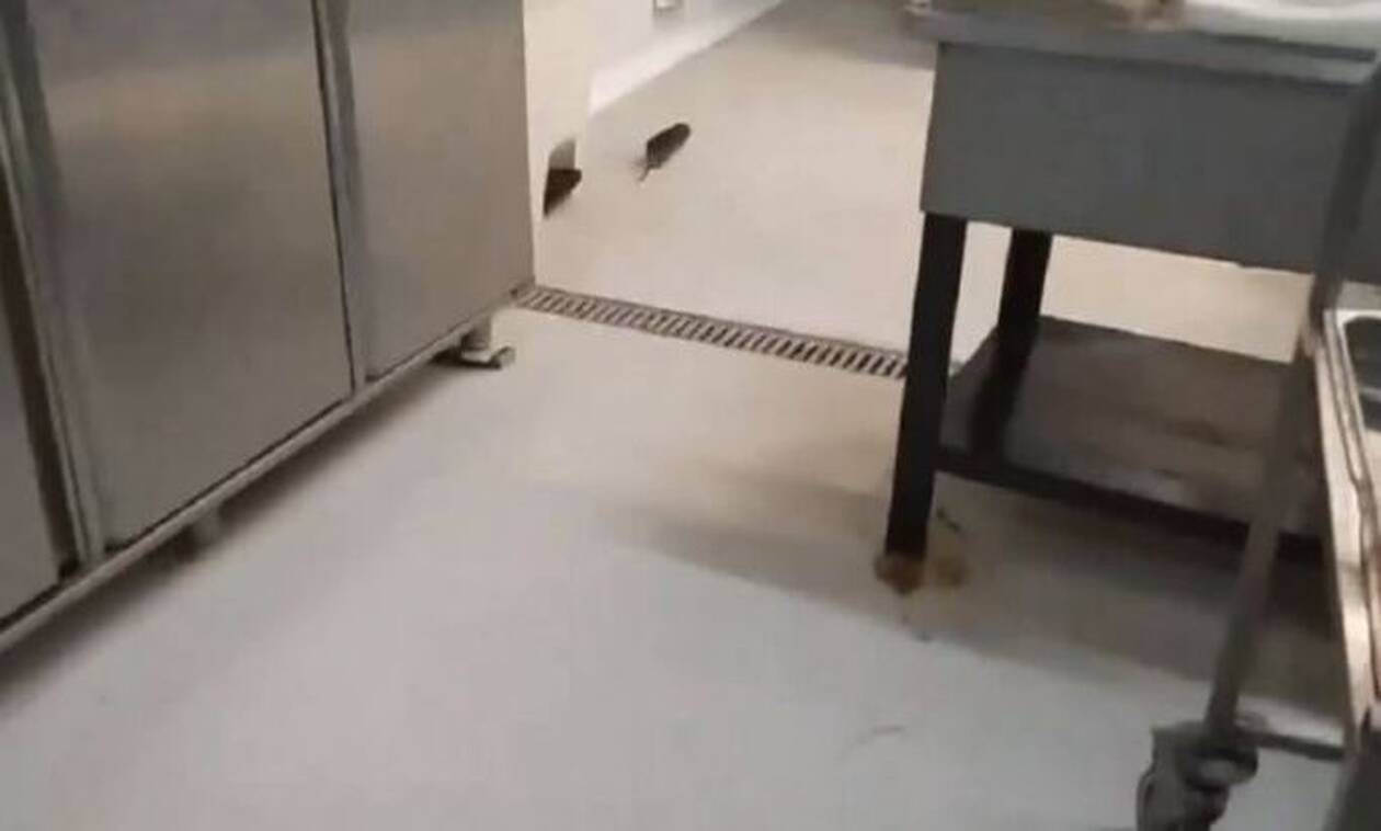 Ανατριχιαστικές εικόνες: Ποντίκι τριγυρνούσε στην κουζίνα της λέσχης ΑΠΘ