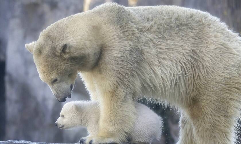 Η κλιματική αλλαγή αλλάζει τις συνθήκες ζωής στις πολικές αρκούδες