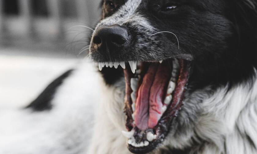 Αγρίνιο: Σκύλος επιτέθηκε σε γυναίκα που διένειμε φυλλάδια