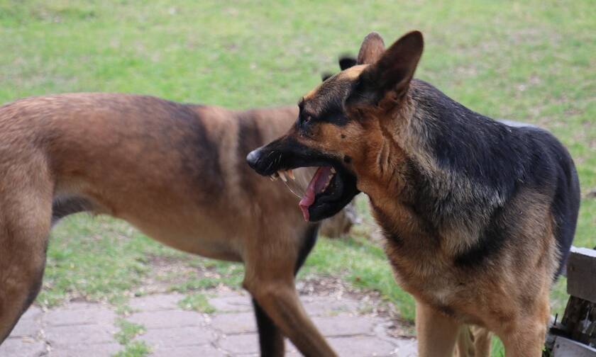 Ιεράπετρα: Δύο σκυλιά επιτέθηκαν σε 57χρονη σκότωσαν το σκυλάκι της και τραυμάτισαν την ίδια
