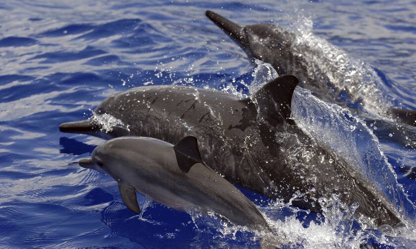 O πόλεμος στην Ουκρανία πλήττει τα δελφίνια